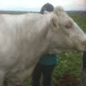 Meet your Posher, Adelle